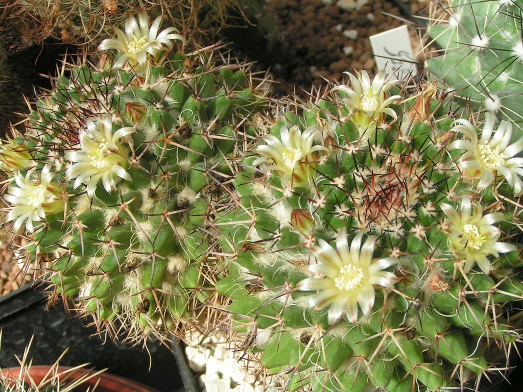 Mammillaria karwinskiana